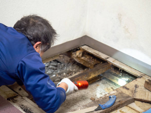 Best Mold Testing and Inspection Services in Heritage Village, CT