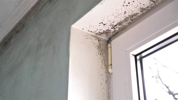 Best Residential Mold Remediation in Heritage Village, CT