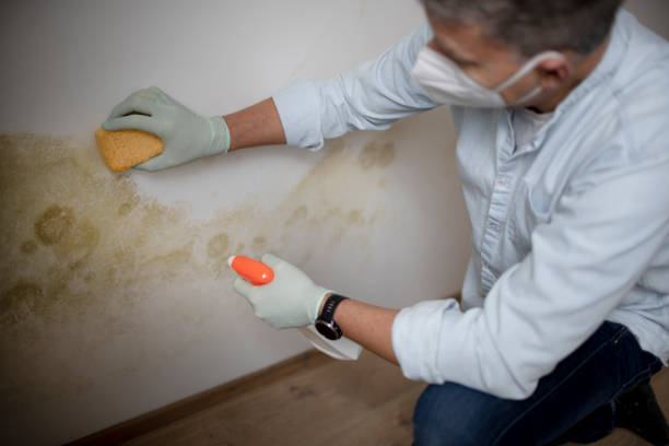 Best Industrial Mold Remediation in Heritage Village, CT
