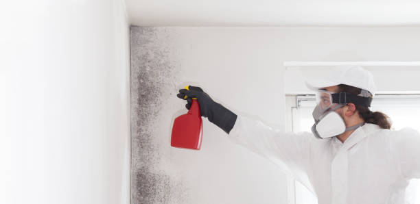 Best Localized Mold Remediation (e.g., coastal areas, humid climates) in Heritage Village, CT