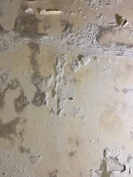 Best Post-Remediation Services in Heritage Village, CT