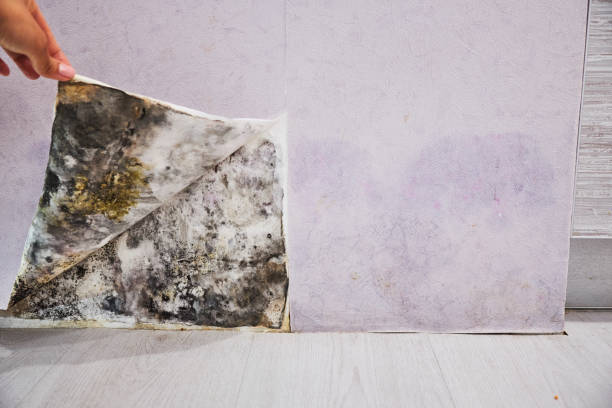 Best Health and Safety Mold Remediation in Heritage Village, CT